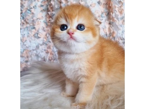 Top kafa golden scottish fold shorthair 