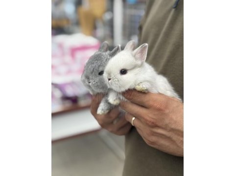 Bebek cüce tavşanlar hazır