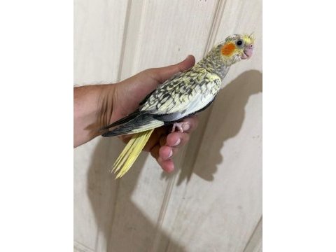 48 günlük pearl bebek sultan papağanı