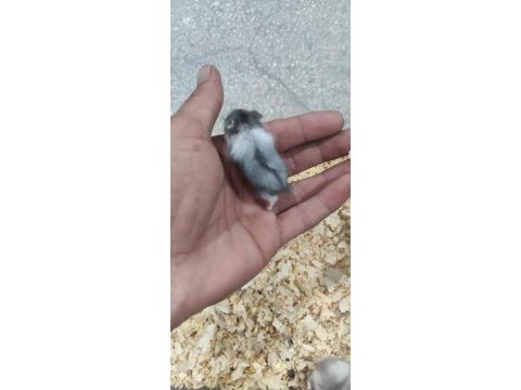 Ele alışkın gonzales hamster yavruları