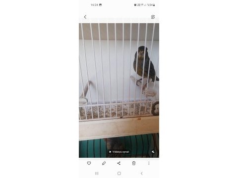 Kanarya renk kuşları