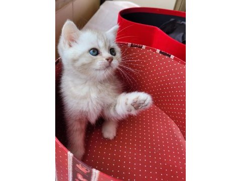 British longhair pamukçuk sahiplendirilecektir