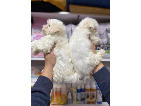 Kartapu bembeyaz   gerçek ırk garantili  maltese terrier