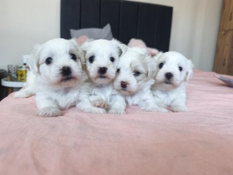 Safkan 0 numara mini boy maltese terrier yavrular