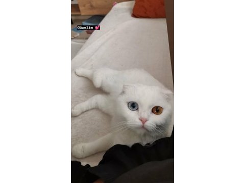 Giresun içi scottish fold 3 yaş dişi