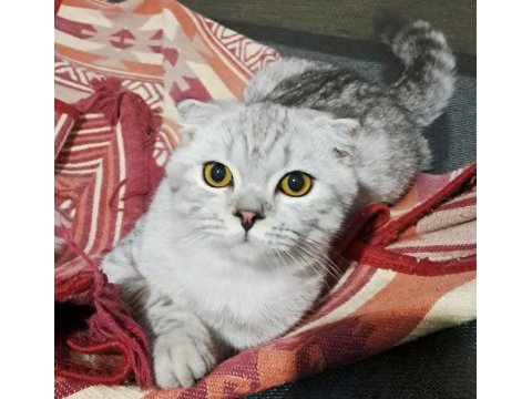 Scottish fold silver erkek