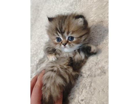 İran persian