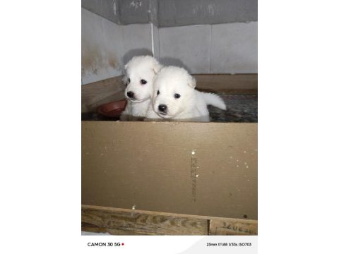 Samoyed yavrular