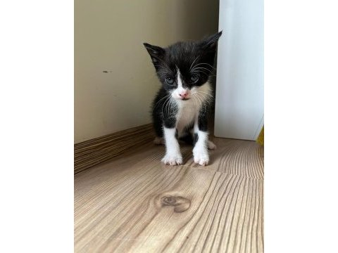 Ücretsiz yavru kediler sahiplendirme