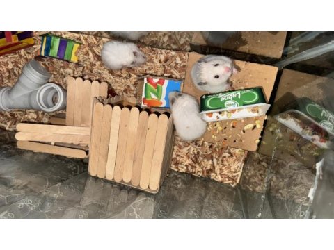 Dişi hamster