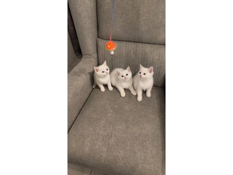 British shorthair bebekler