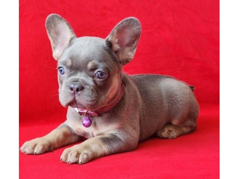 French bulldog yavrularımız