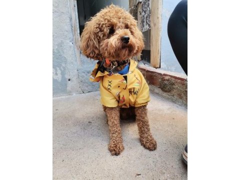 A kalite maltipoo yavrularımız
