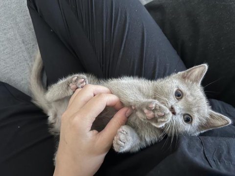 British shorthair yavru 2 aylık
