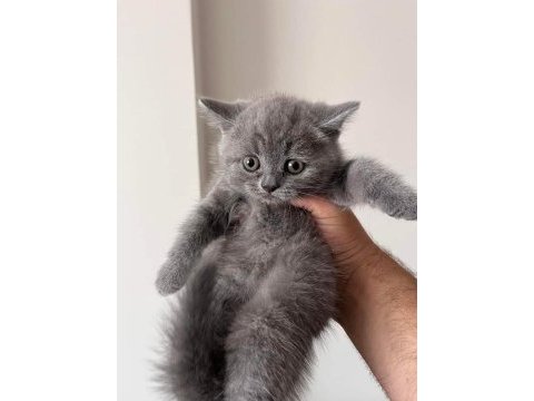 British shorthair erkek yavrularımız