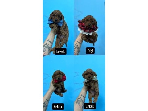 Renk kürk ve ırk garantili toy poodle bebeklerim