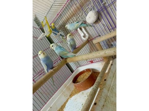 Forpus house farkıyla bebek rainbow muhabbet kuşları