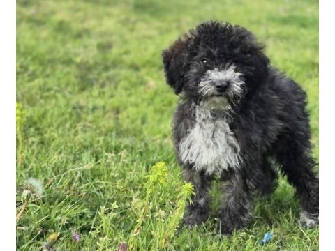 Silver ausie doodle yavrumuz