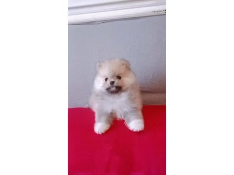 Pomeranian boo baby face