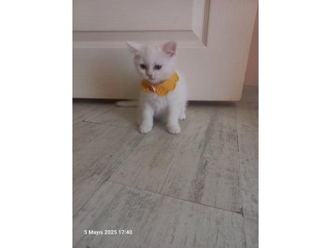 2 aylık pamuk british longhair