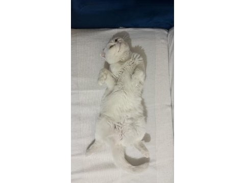 Scottish fold sütlaça yuva arıyoruz