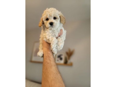 A kalite safkan maltipoo