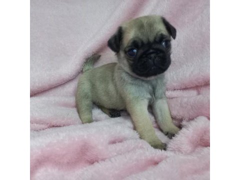 Pug yavruları