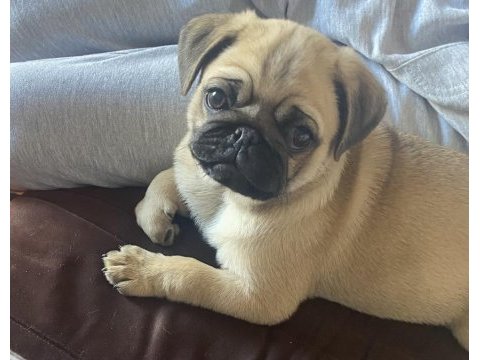 Tatlı pug 2 aylık