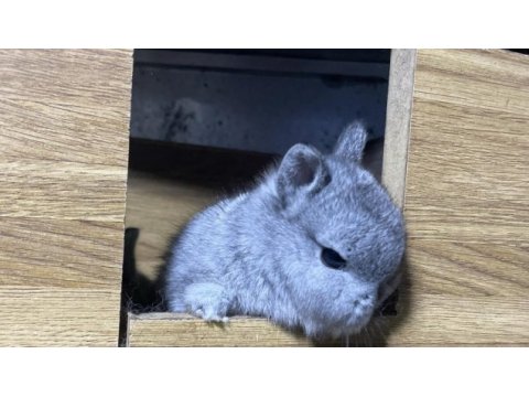 Cüce bebeklerimiz (chinchilla)