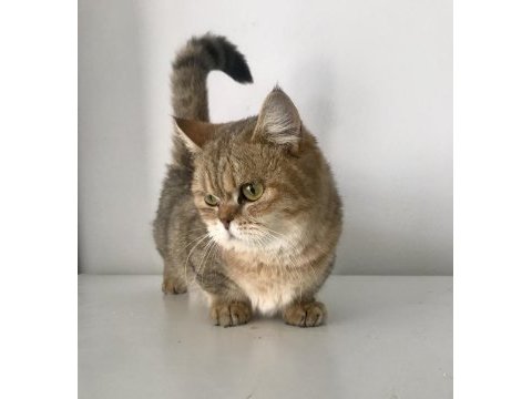 Munchkin cüce kedimiz