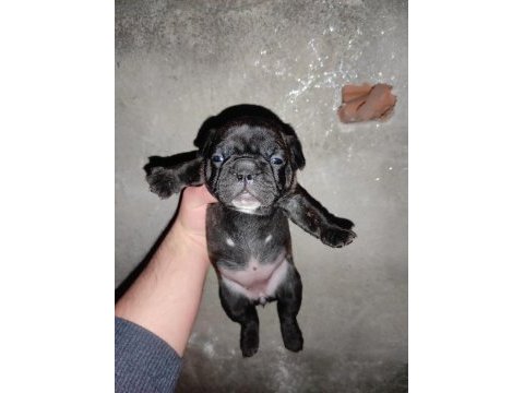 French bulldog 24 günlük