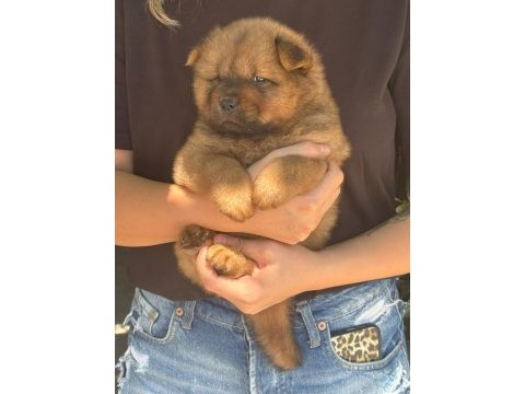 Chow chow yavru köpeğimiz