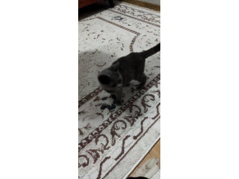 3.5 aylık dişi british shorthair