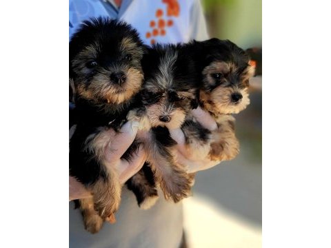 Morkie yavrularımız harika bebişler