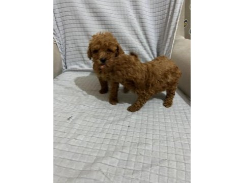 Red brown toy poodle yavrular