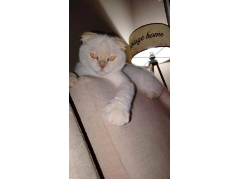 Scottish fold erkek çipli