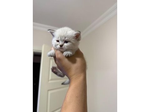Mükemmel kalitede safkan british shorthair beyaz yavrular