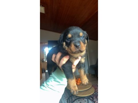 A şecereli anne babanın kaliteli rottweiler bebekleri