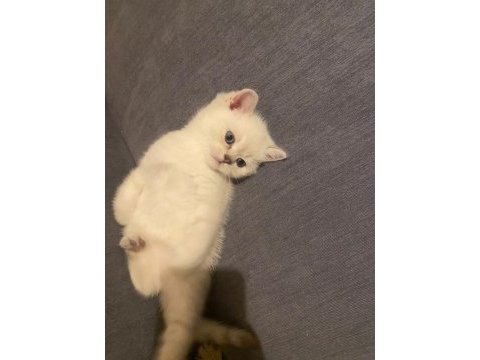 Dişi blue point british shorthair