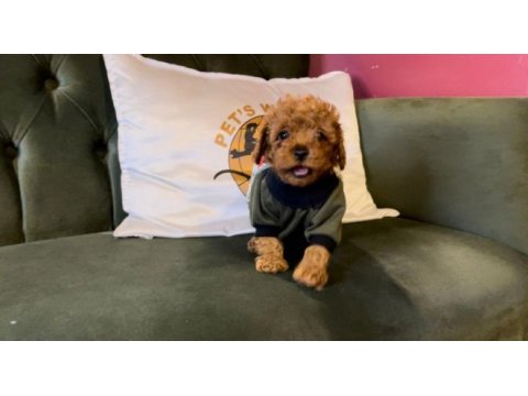 Pets world kentpark garantisi ile toy poodle yavrularımız