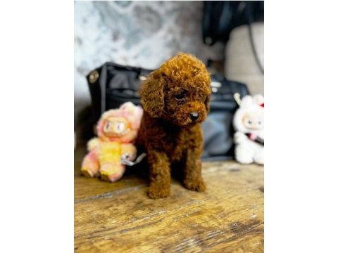 3 aylık aşıları tam toy poodle