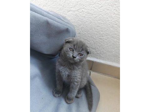 Scottish fold kedisi