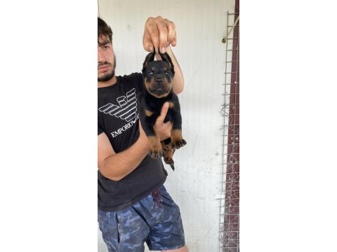 Üst kalite king doberman yavruları