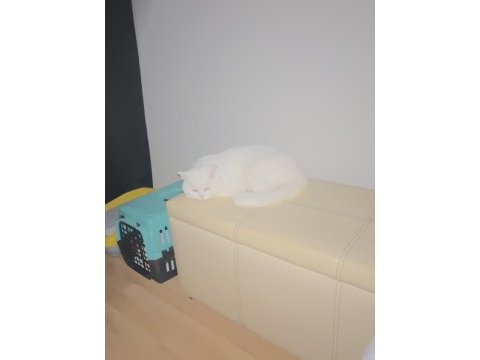 Beyaz mavi gözlü british shorthair oğluma yuva