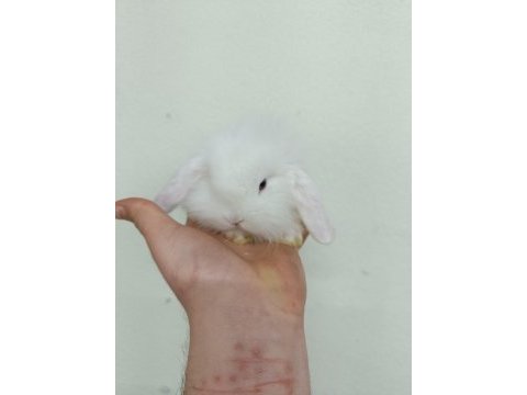 Lop tavşanı yavrular