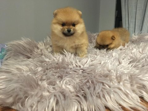 Pomeranian boo bebekler aşılı kimlikli