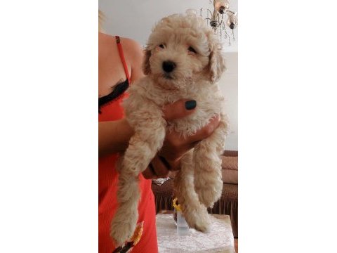 Maltipoo bebekler dişi erkek mevcud