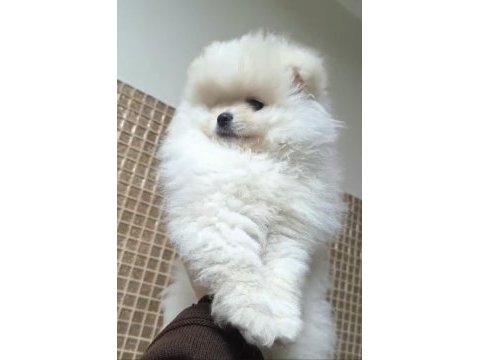 Pomeranian boo sevimli bebekler
