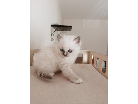Şecereli anneden ve babadan ragdoll