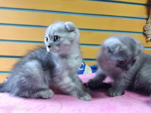 Muhteşem güzellikte scottish fold bebeklerimiz